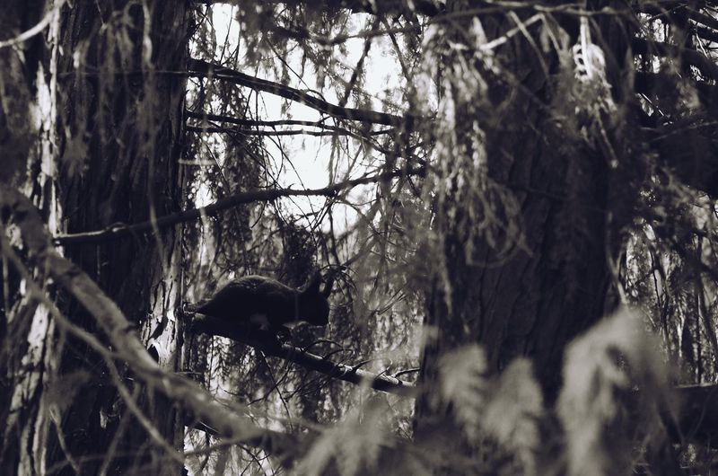 Horse on tree in forest