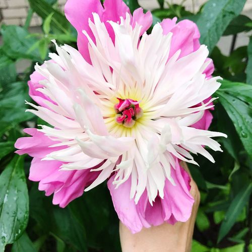 Close-up of pink flowers blooming outdoors