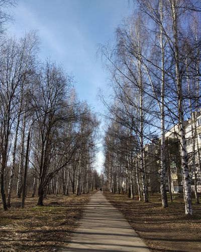 Empty road along bare trees in forest