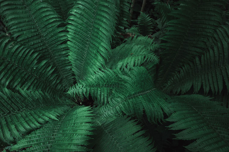 Fantasy fern bushes. background, texture