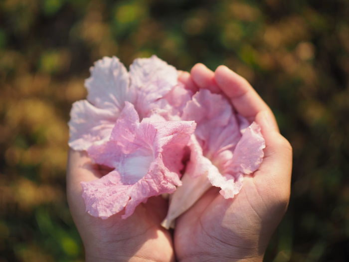 Close-up of hands holding pink flowers outdoors