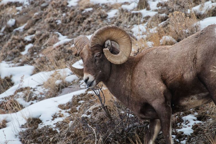 Male mountain sheep  with full curl horns in yellowstone national park