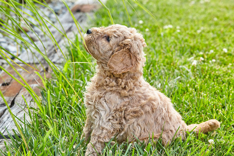 View of a dog sitting on field