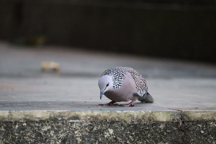 Close-up of pigeon perching on retaining wall