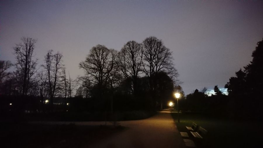 View of bare trees at dusk
