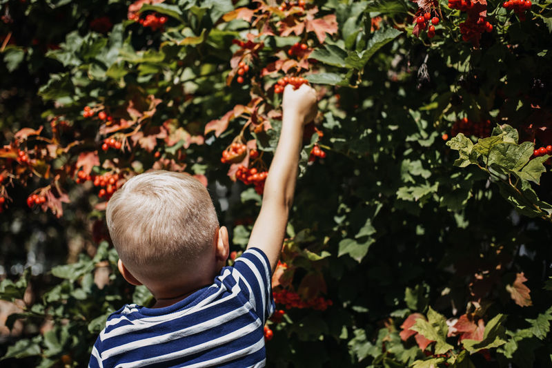 Boy kid picking viburnum berries on bush on sunny summer day. cramp bark, guelder rose viburnum