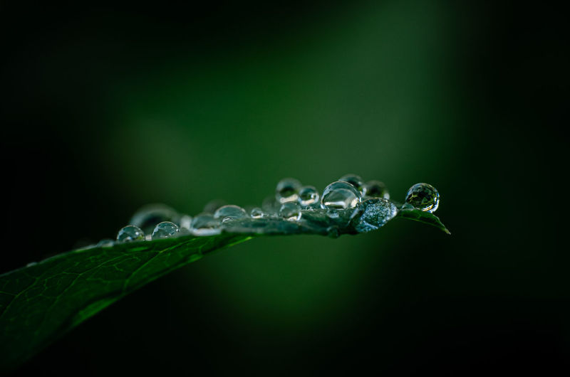 Water drops on green leaf at nature in morning, blurred background.