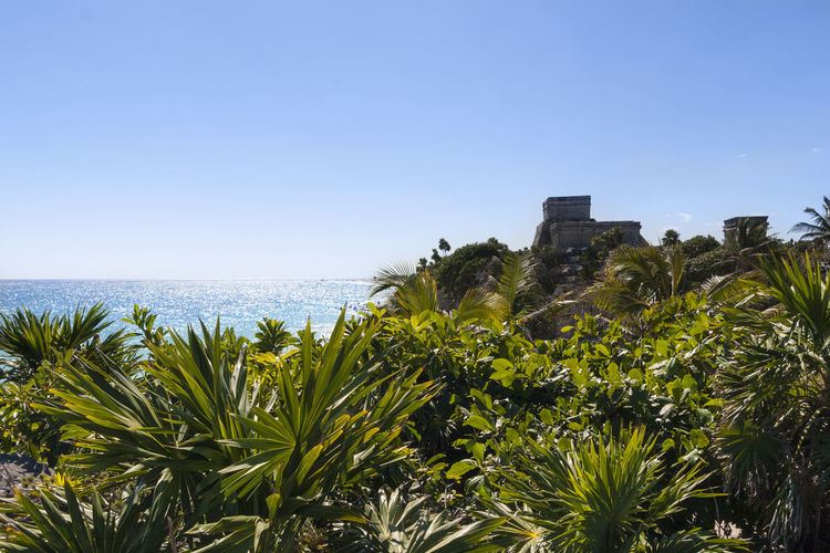 Plants by sea against clear blue sky