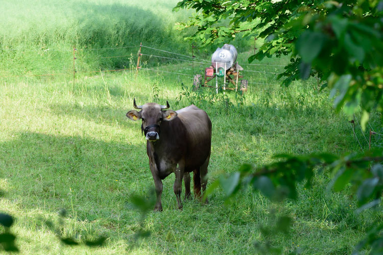 Bull on field