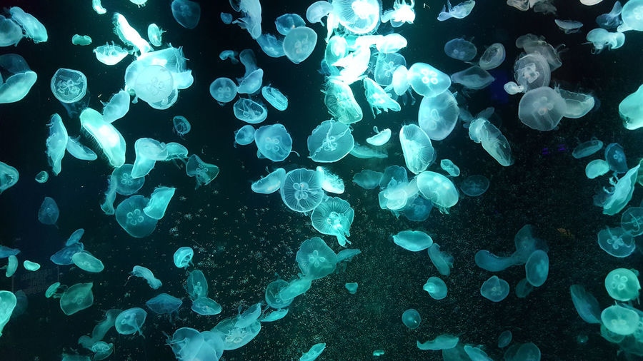 Full frame of jelly fishes in water