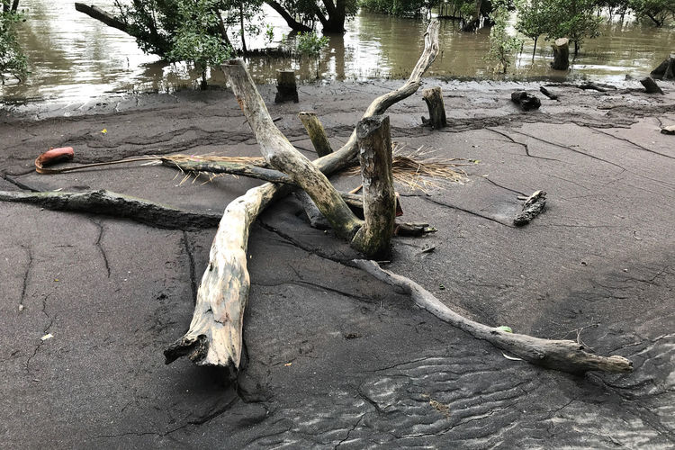 Close-up of dead tree in water