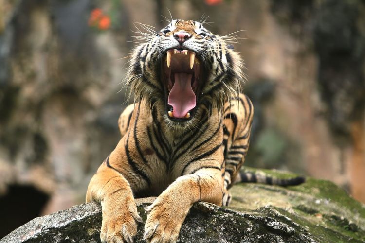 View of tiger on rock