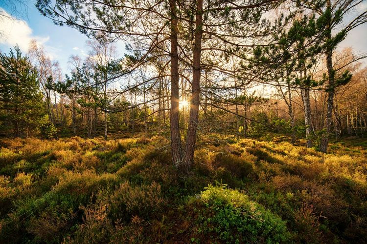 Trees on grassy field
