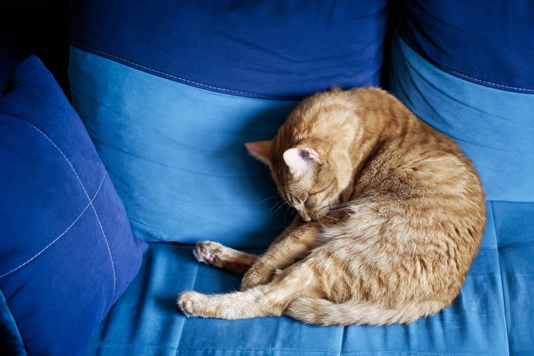 Funny ginger cat taking a nap on a comfortable sofa.