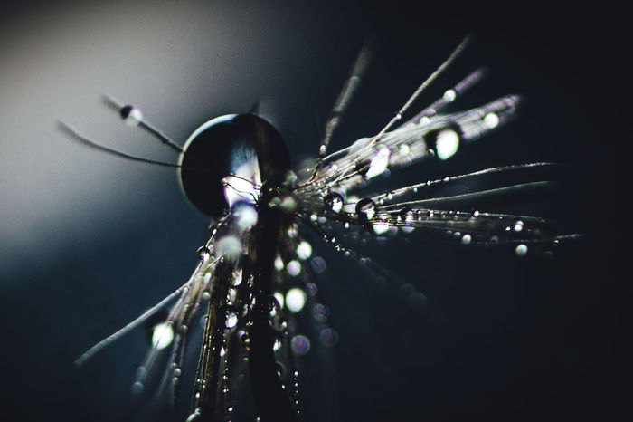 Macro shot of wet dandelion seed at night