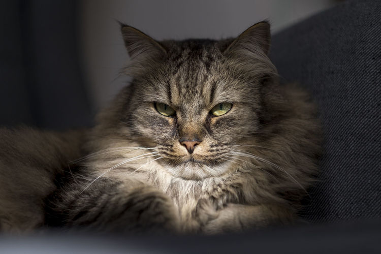 Close-up of a maine coon cat