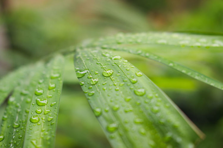 Close-up of raindrops on leaves