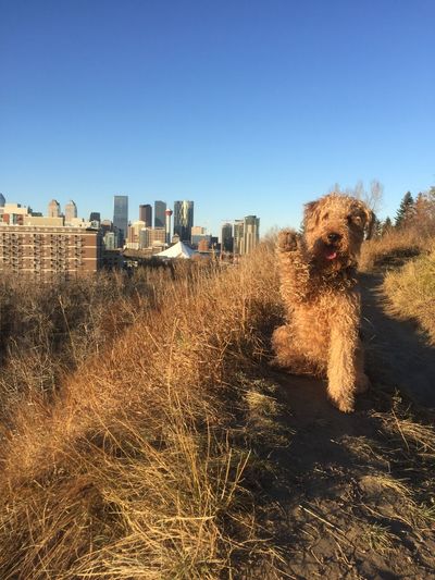 Urban view of dog on land against clear sky