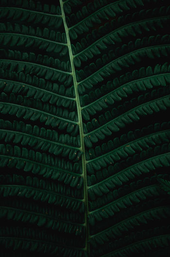 Green fern leaf on black background