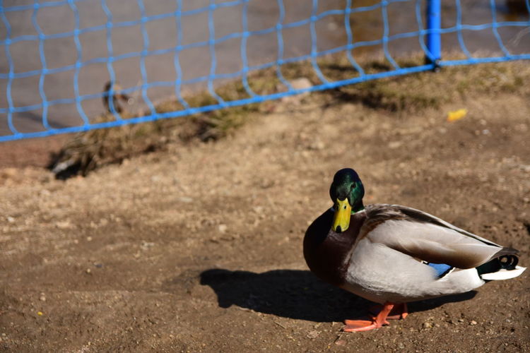 Close-up of duck on the land