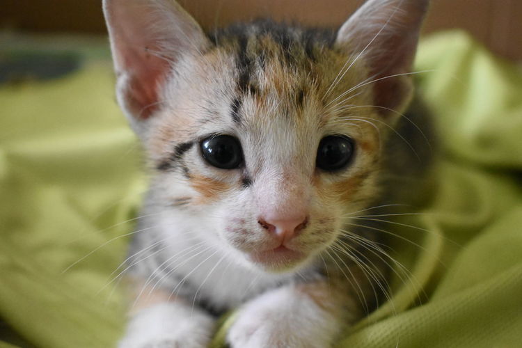 Close-up portrait of kitten