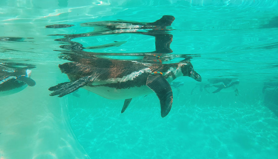 View penguins in the turquoise water in summer within zoo