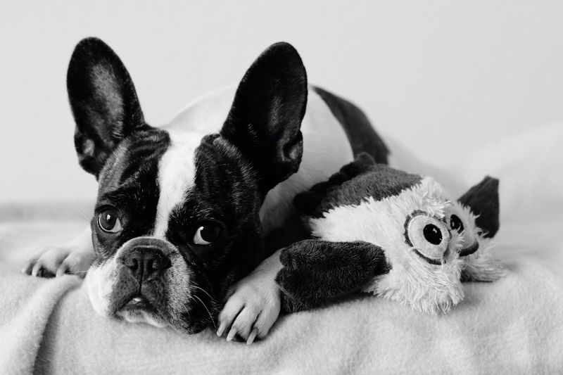 Close-up portrait of french bulldog resting on bed