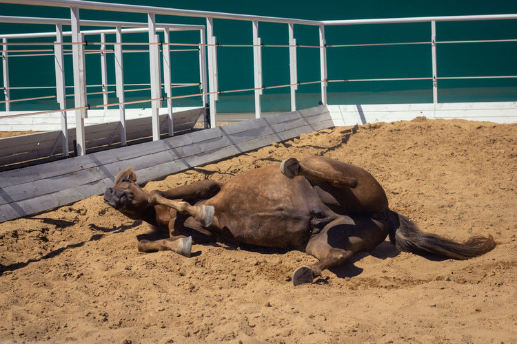 High angle view of animal sleeping in ranch