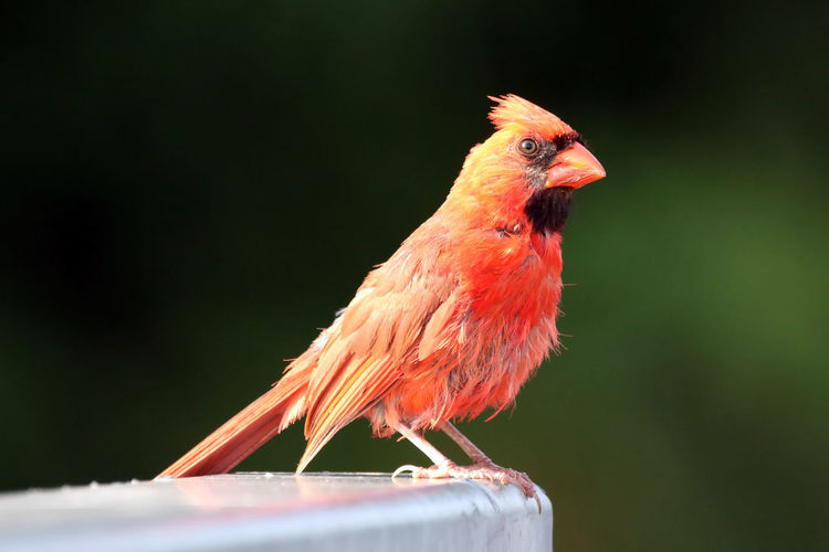 Close-up of male northern cardinal perching on railing