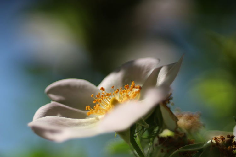 Close-up of white flowering plant