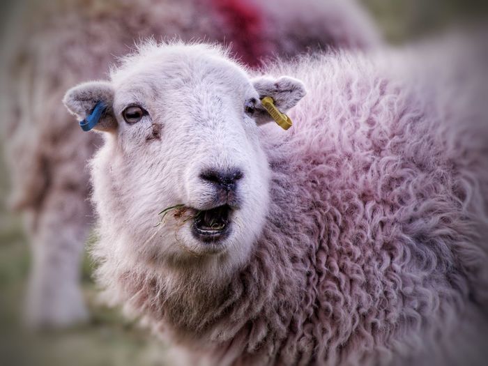 Close-up of an animal. herdwick sheep eating grass. lake district, cumbria 