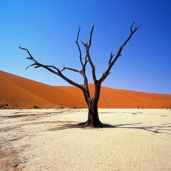 Bare tree at desert against clear blue sky