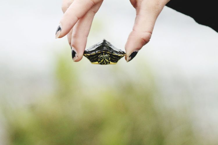 Cropped image of woman holding tortoise