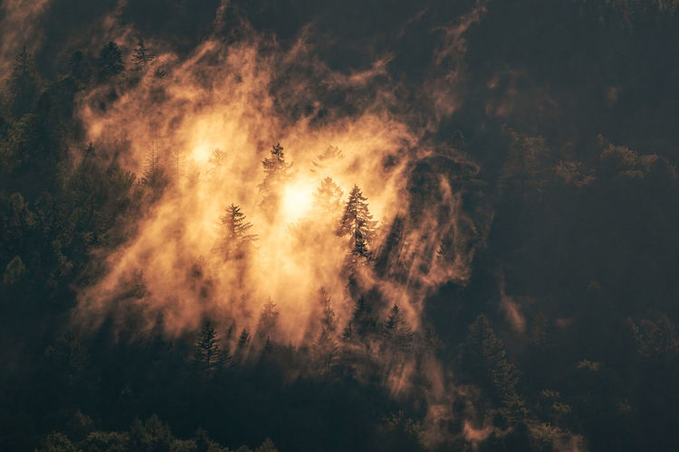 Sunlight hits the rising steam in the forest