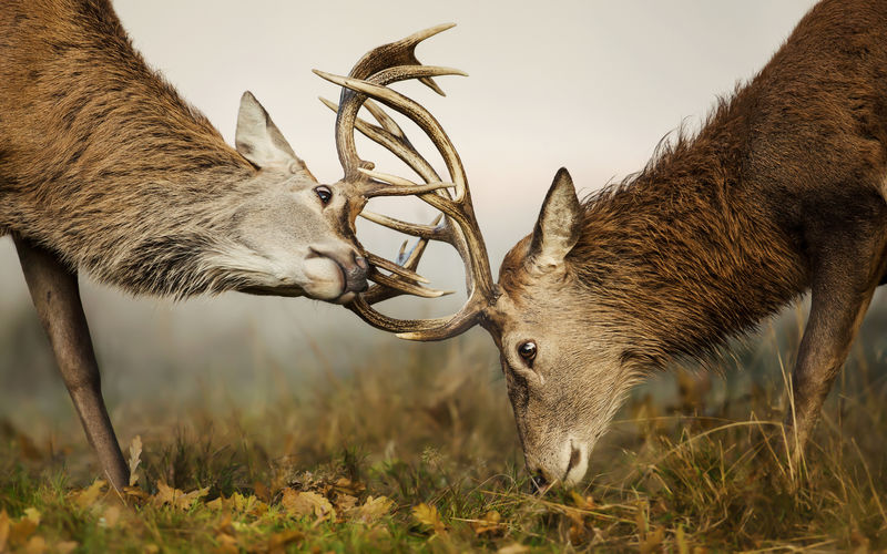 Close-up of deer fighting on field