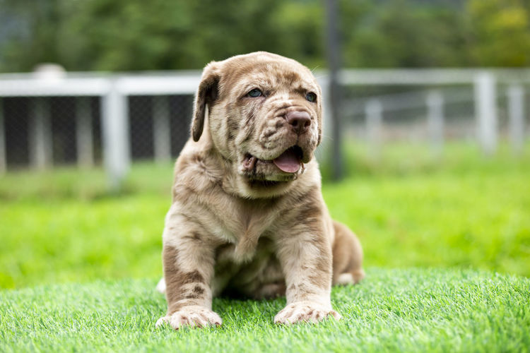 Puppy light brown white cute fat on the green lawn neapolitan mastiff puppies mix with bandog.
