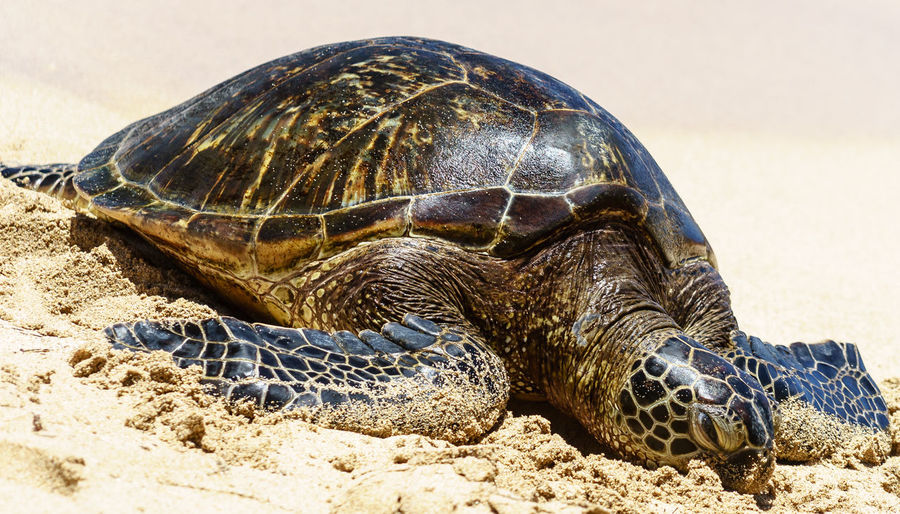 Close-up of tortoise on beach