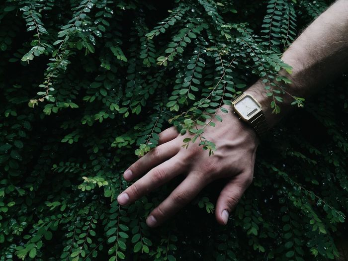 Cropped image of man hand touching plants 