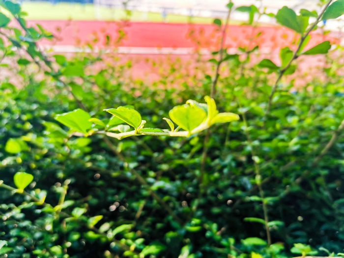 Close-up of flowering plant on field