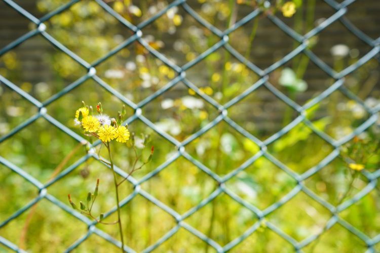 Close-up of yellow flowering plants seen through chainlink fence