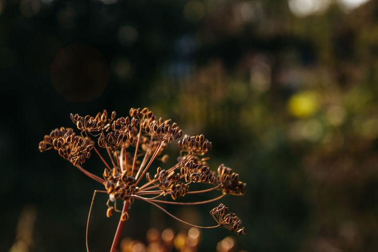 Close-up of wilted plant