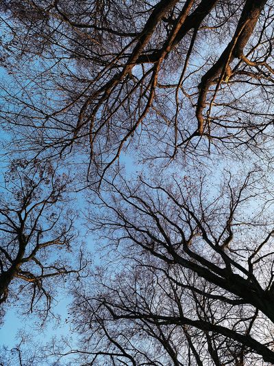 Low angle view of bare tree against sky