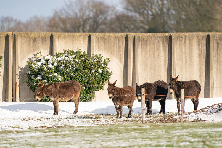 Side view of four gray brown donkeys standing on snow. in a winter landscape on the farm.
