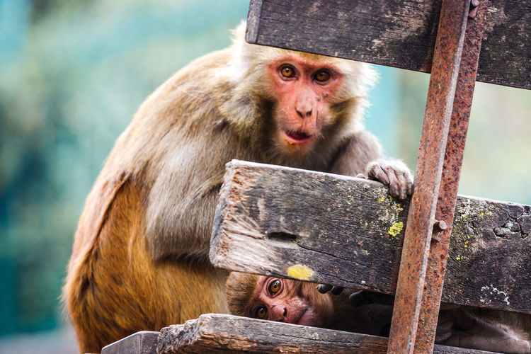 Close-up of monkeys sitting on bench
