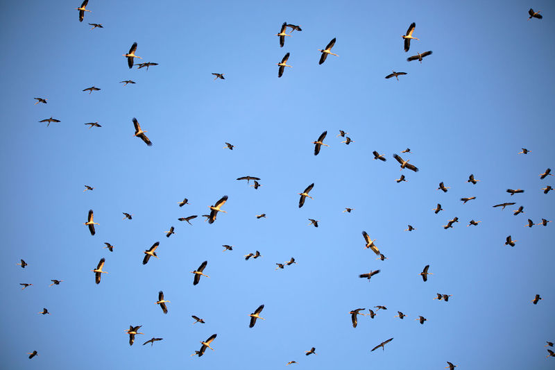 Low angle view of flock of birds flying in sky
