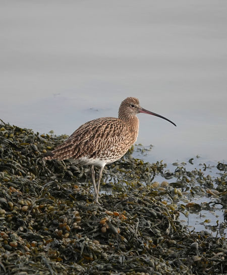 Curlew bird standing on seaweed on the shore 