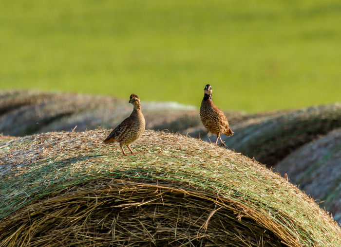 Birds on hay bale
