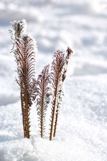 Close-up of frozen plant on snow covered land