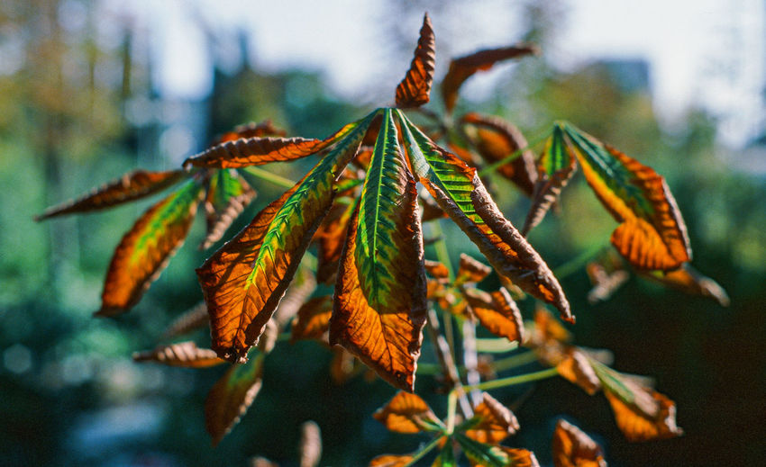 Close-up of red flowering plant