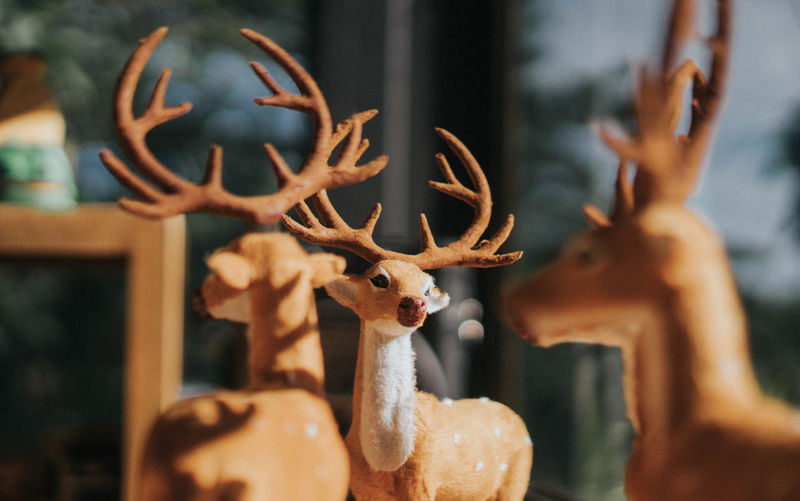 As the deer